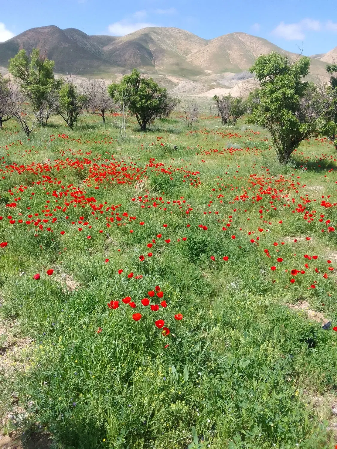 زمین‌کشاورزی‌‌دیمه‌زار