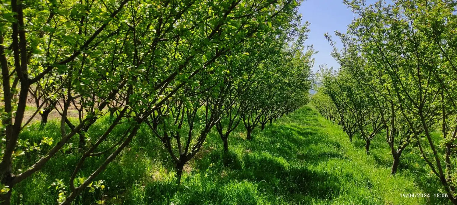 باغ آلو هشت ساله سند تک برگ آب چاه