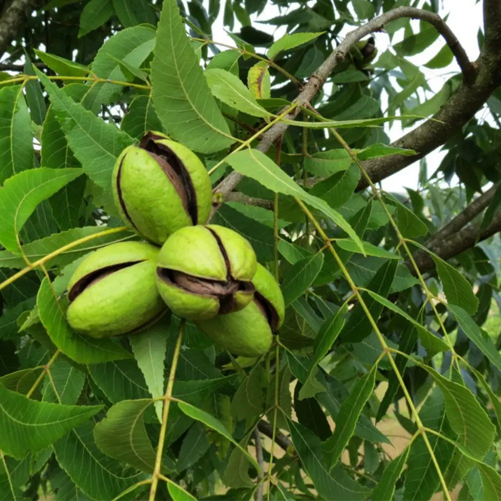 باغ گردو درروستای مبارک آبادمناسب تفریح وویلا سازی