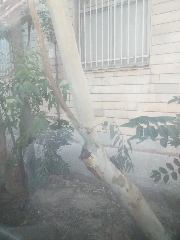 هم خانه