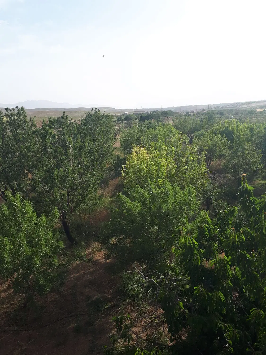 فروش باغ