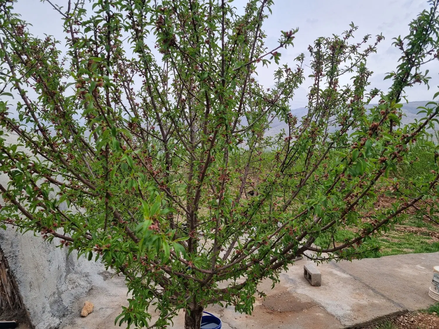باغ