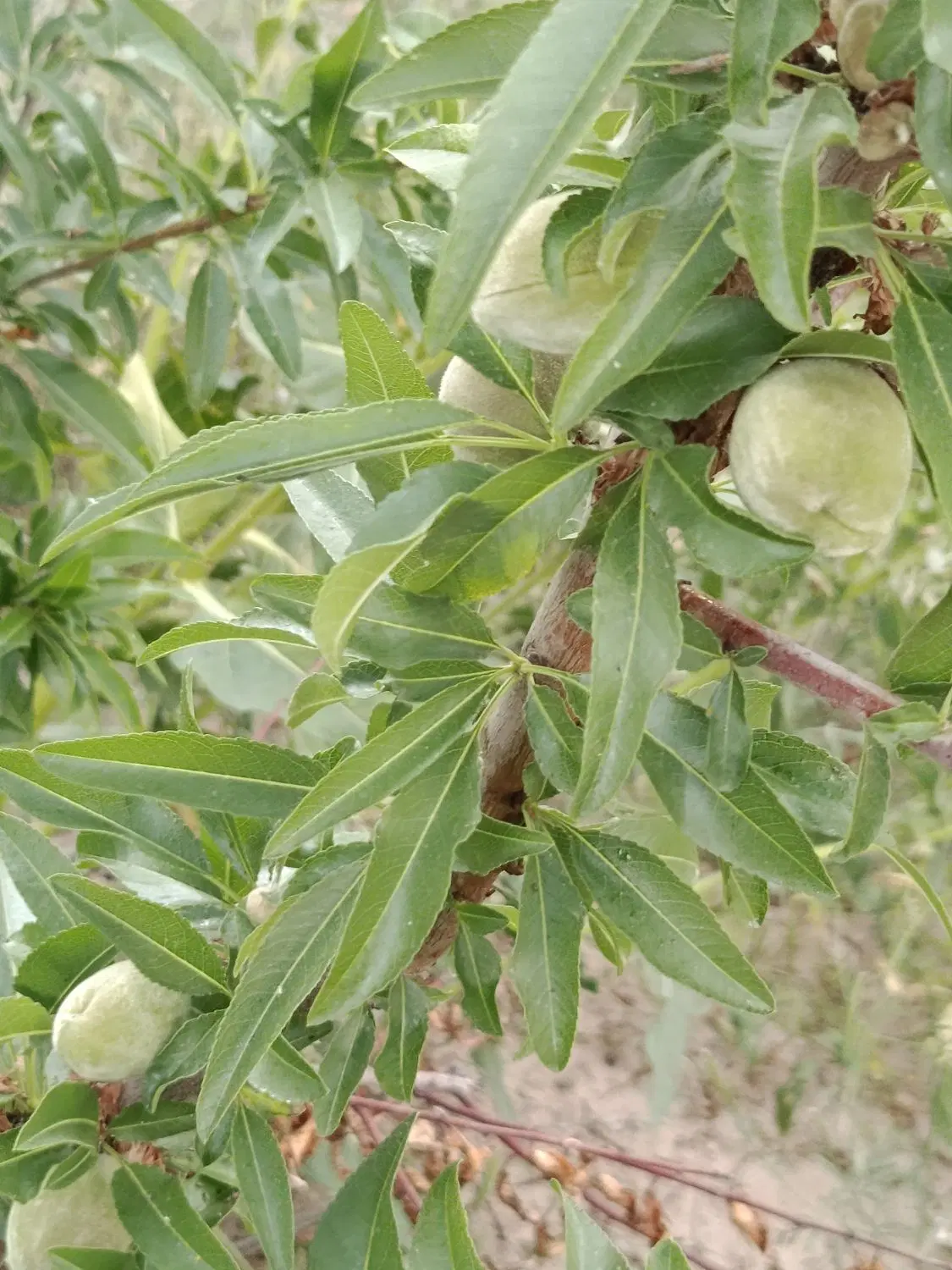 زمین ۵۰۰متری شاهنامه ۶۹ روستای زاک خرمدره(خرم دره)