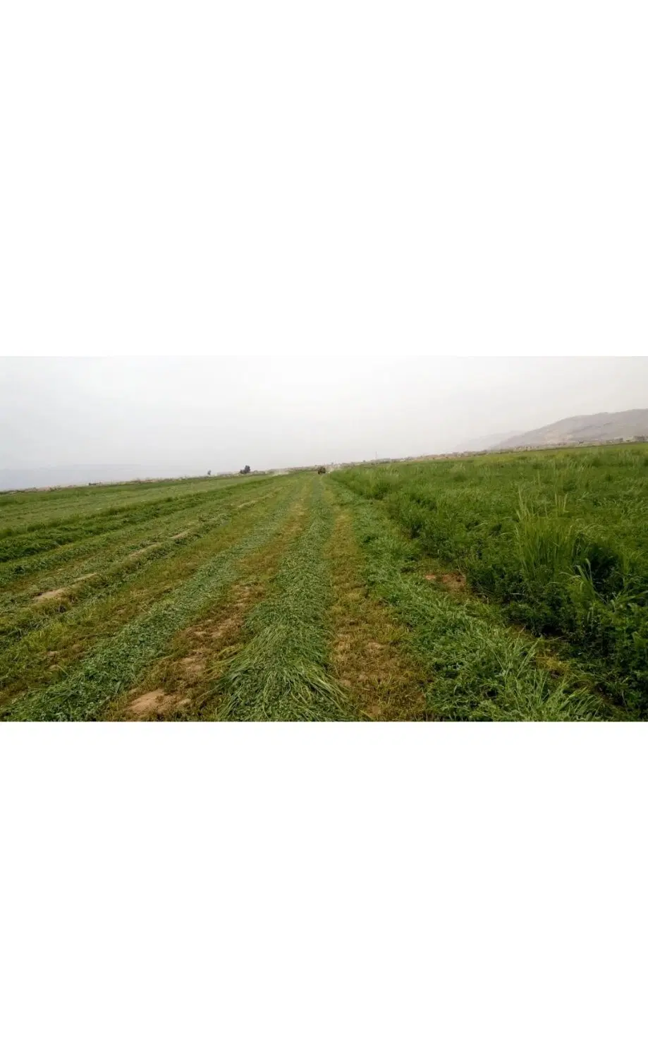 فروش زمین بلکو