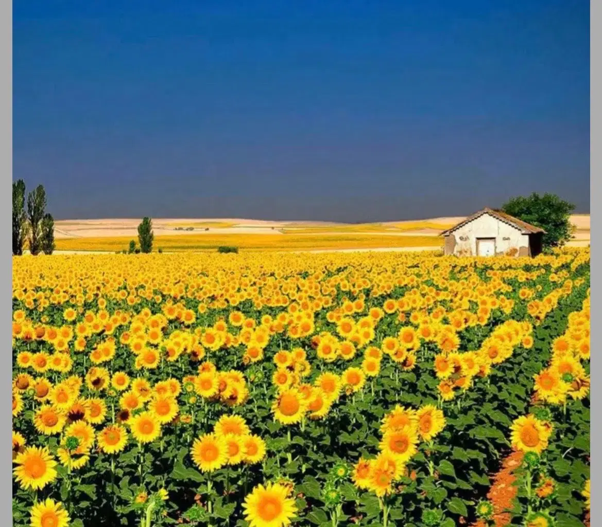 اجاره زمین کشاورزی مناسب کشت محصولات علوفه‌ای