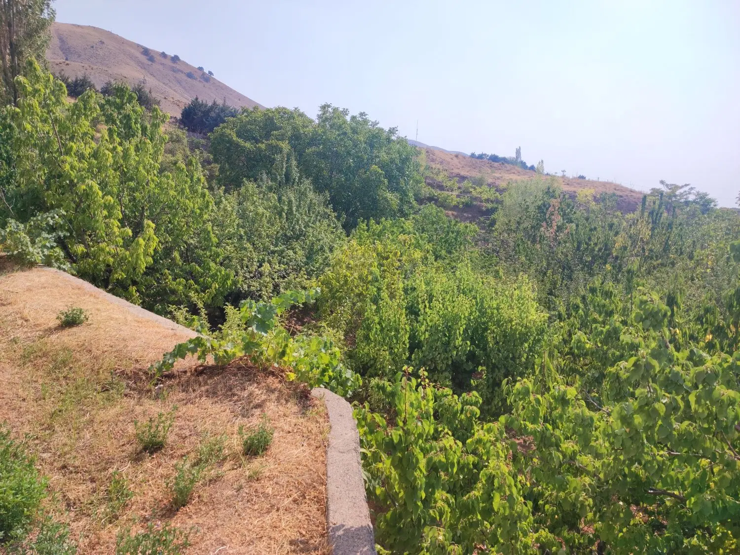 باغ در طالقان