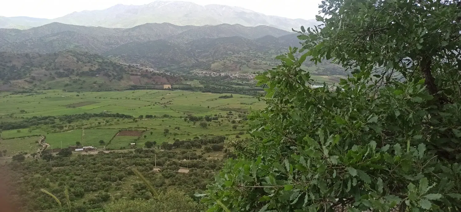 باغ در ریخلان معاوزه با ماشین