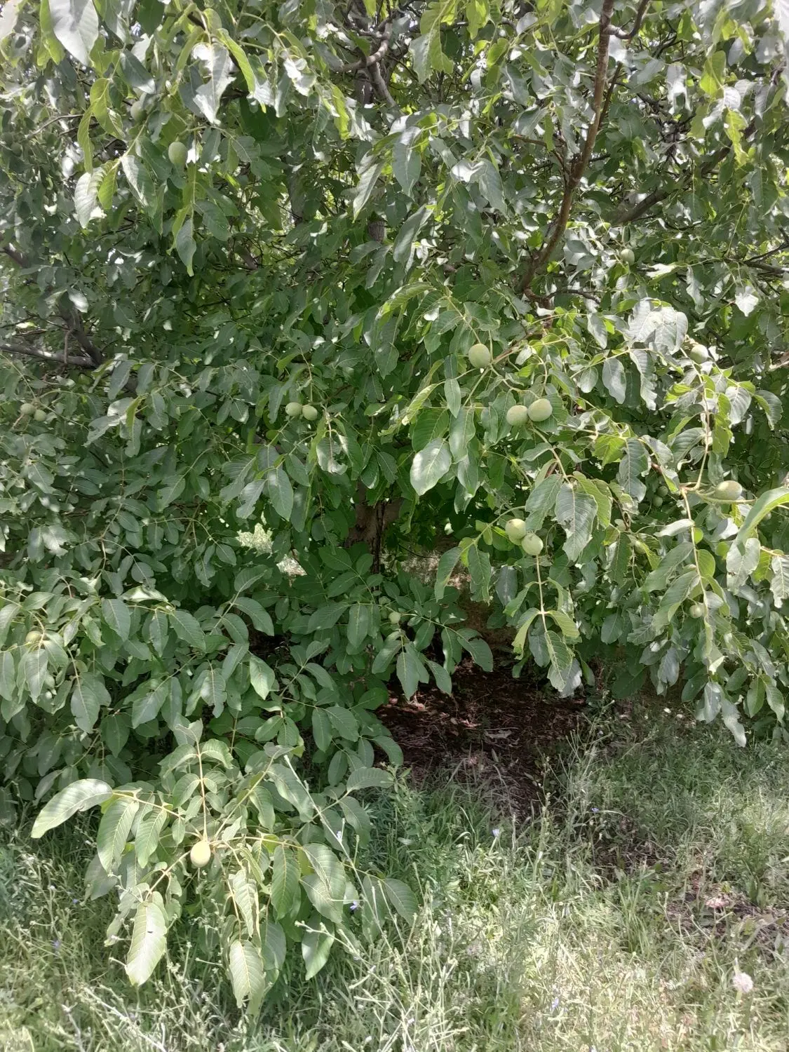 فروش زمین باغی