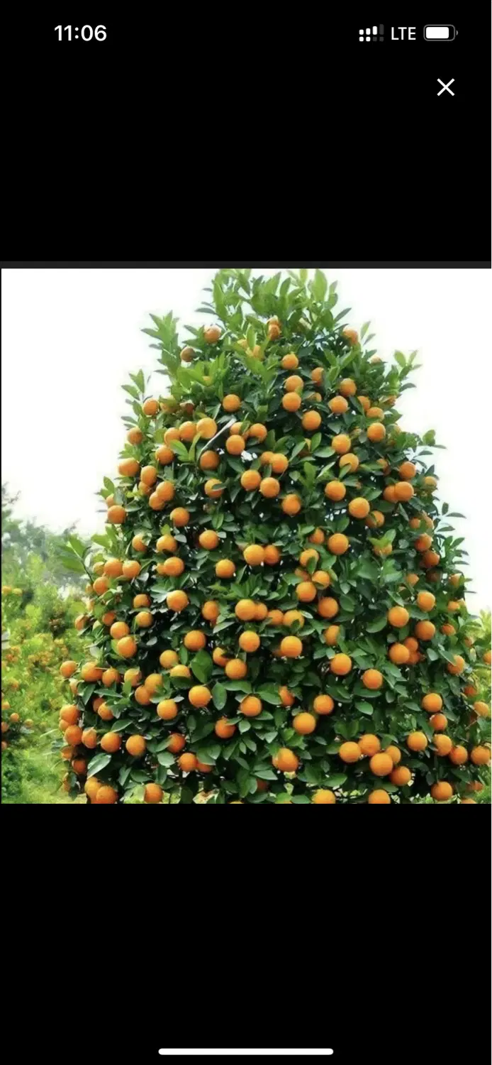 زمین باغی سیامنصور