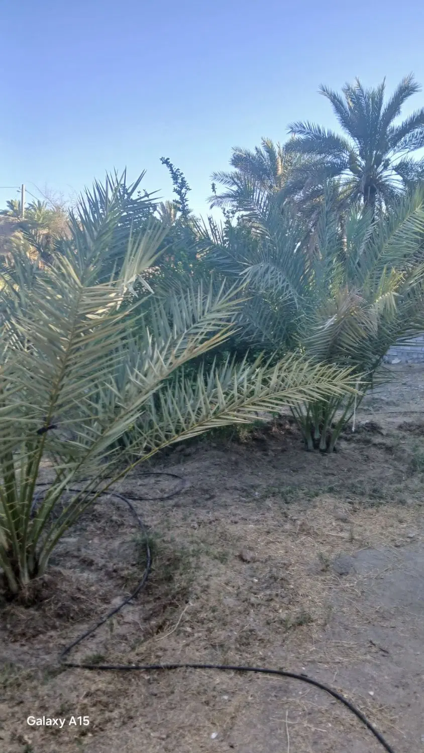 فروش زمین میدان شاهانی حاجی آباد