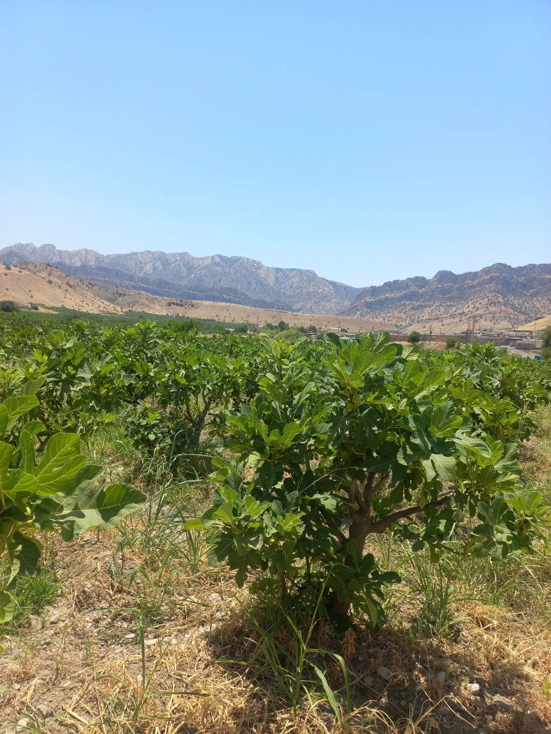 باغ انجیر
