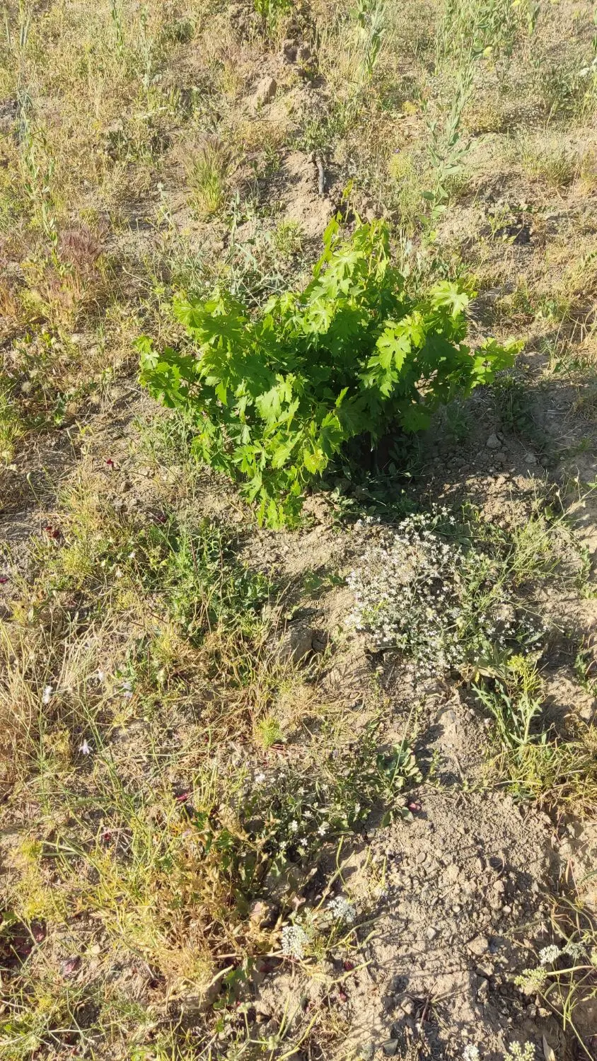 باغ دربیجار
