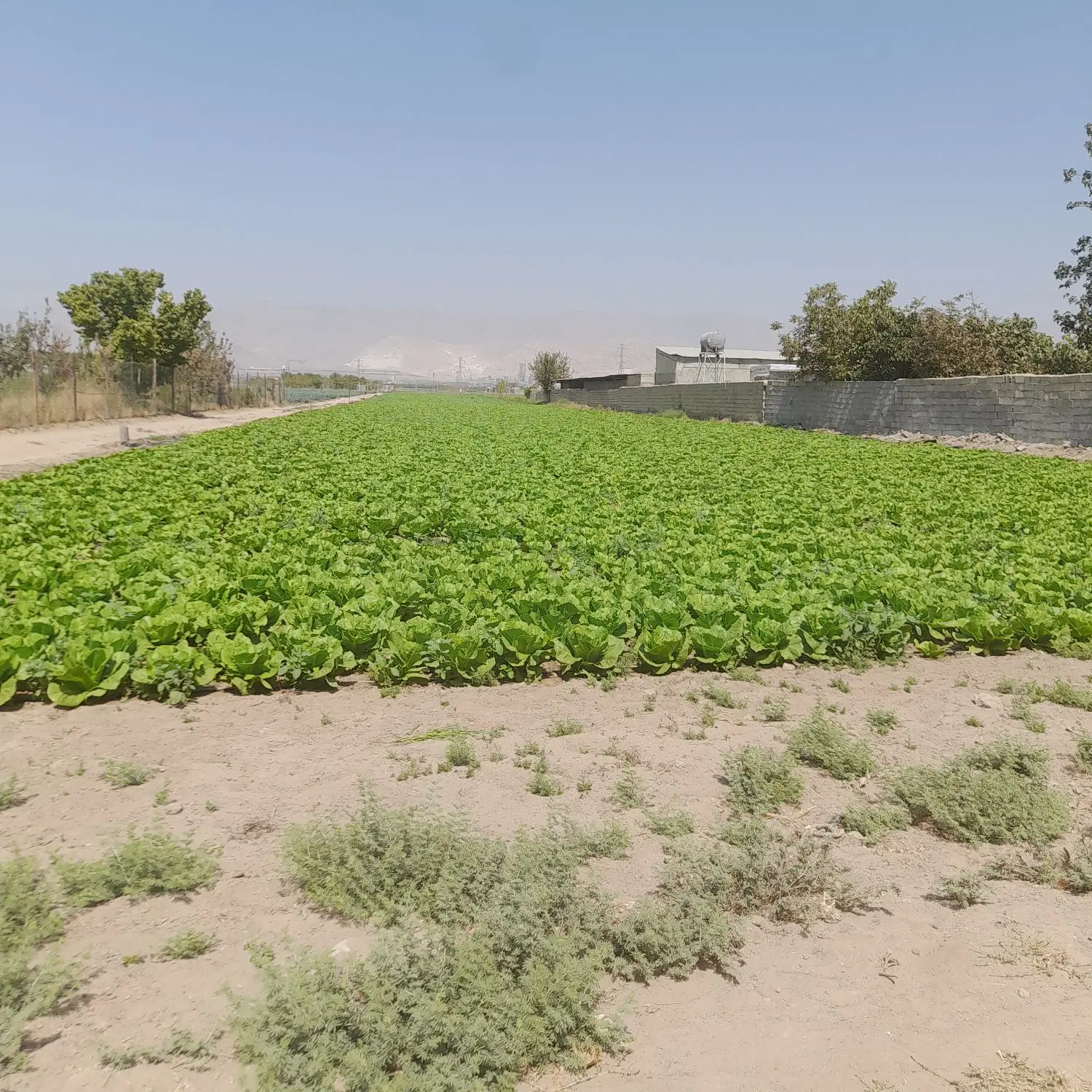 زمین کشاورزی آماده ی مجوز گلخانه