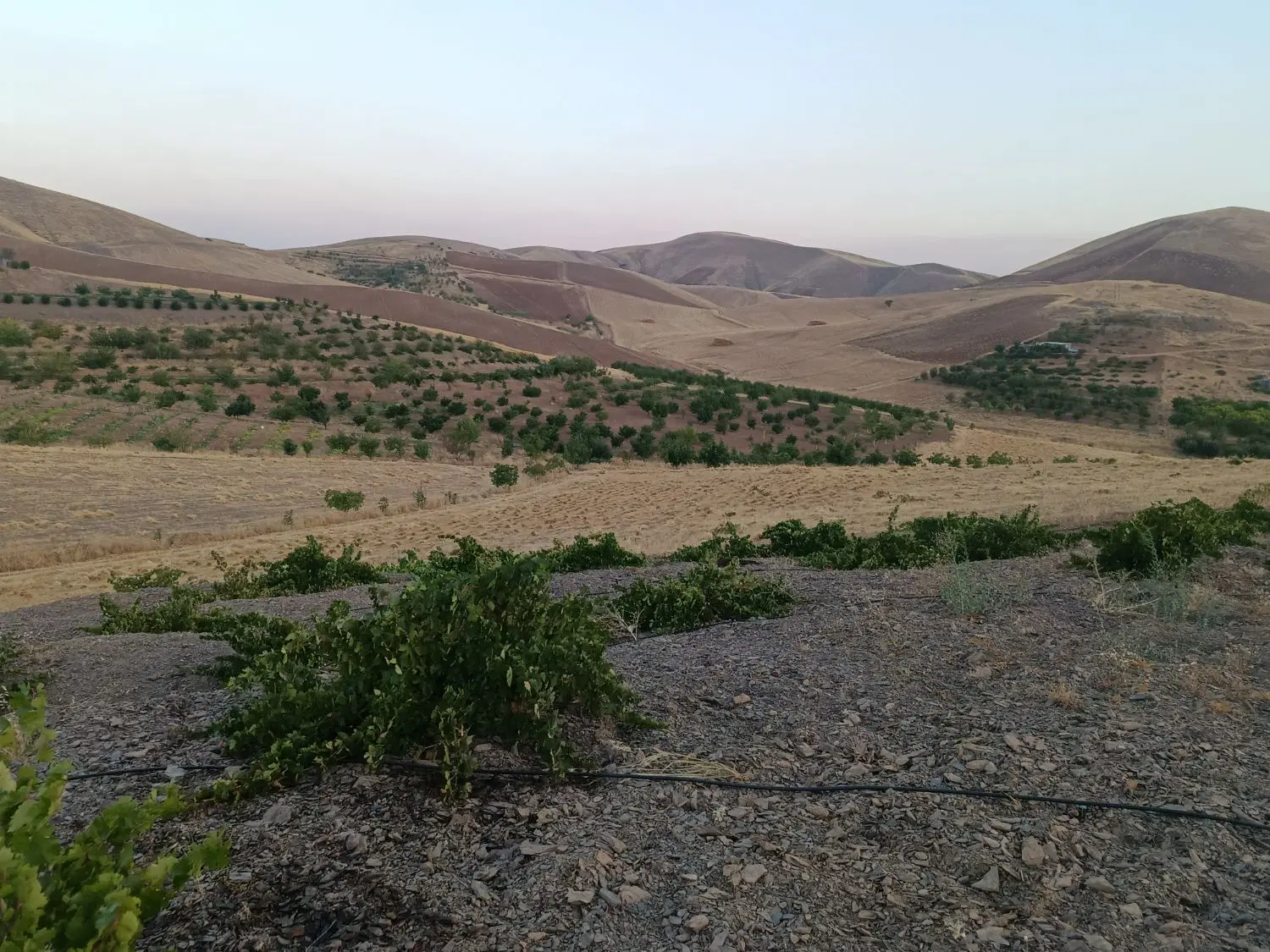 باغ 7هکتارو 3هزار متر نزدیک حسن آباد