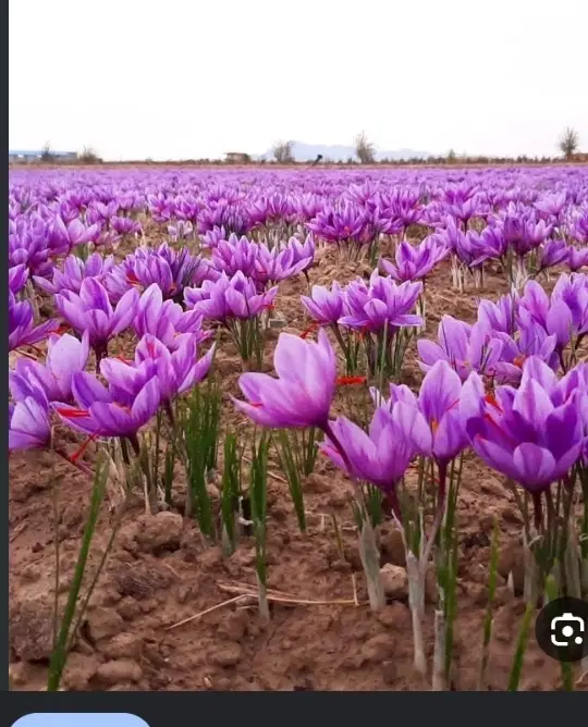 آب و زمین موجود جهت کشت زعفران