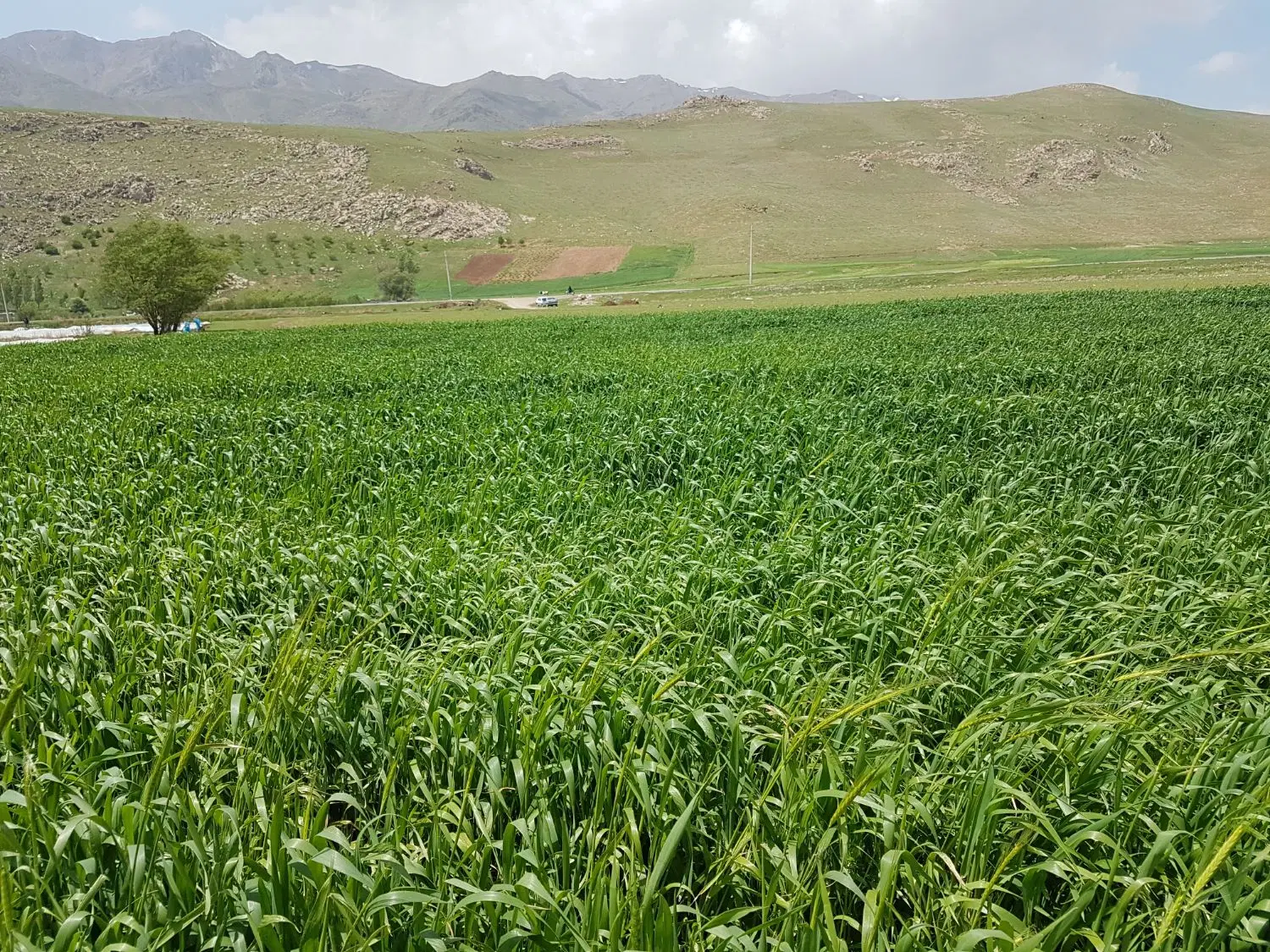 ۳جریب زمین کشاورزی آبی
