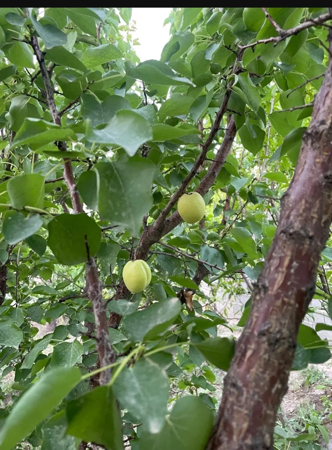 باعچه به متراژ ۳۰۰ متر