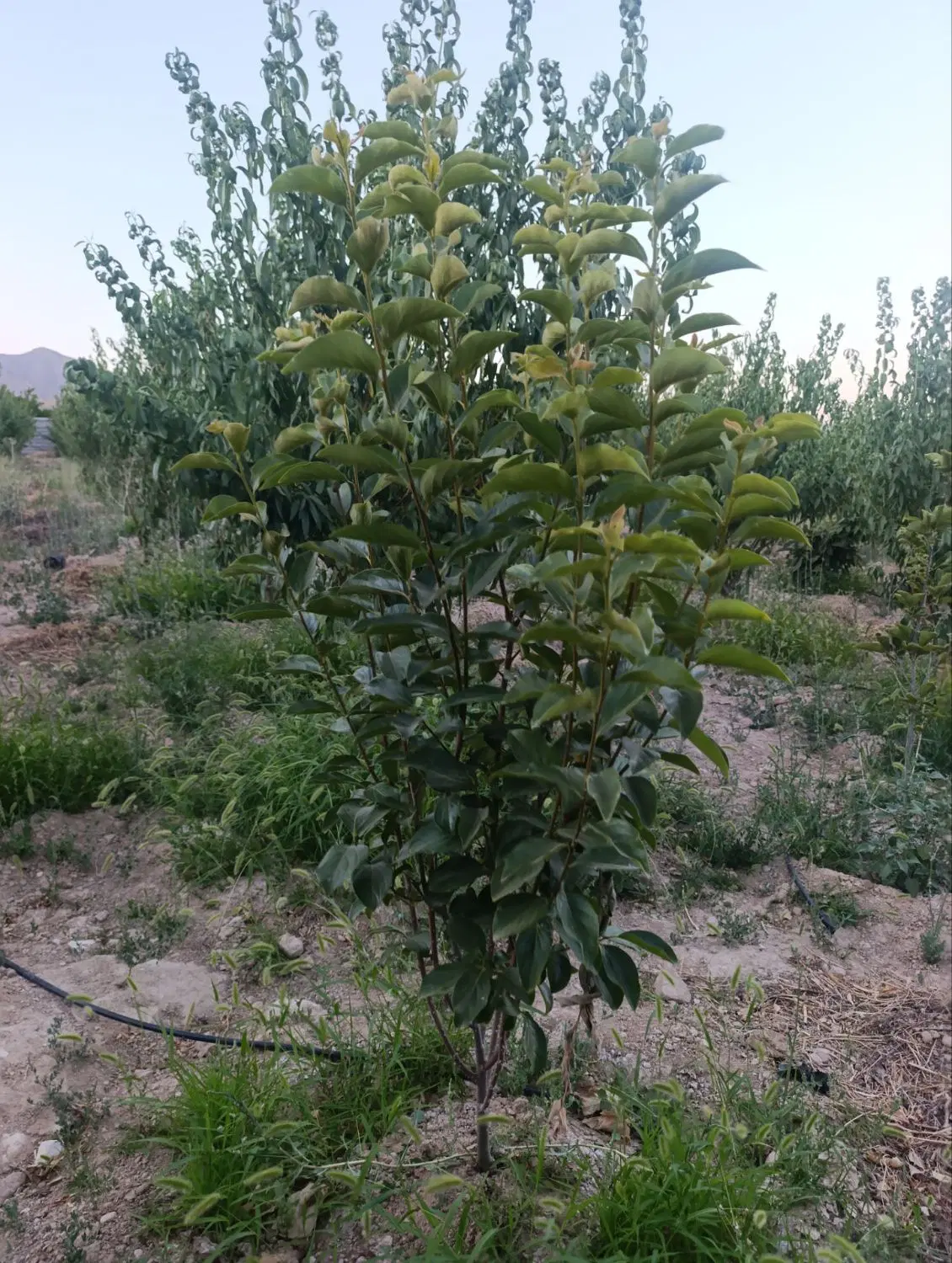 فروش باغ لوکس
