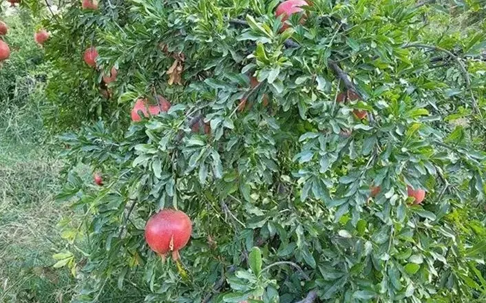 باغ اناری تنگ کرم