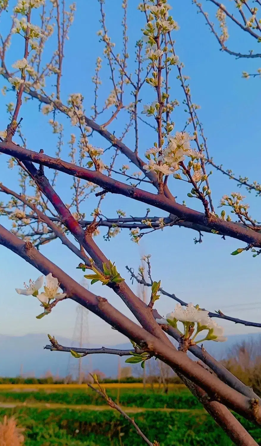 زمین کشاورزی
