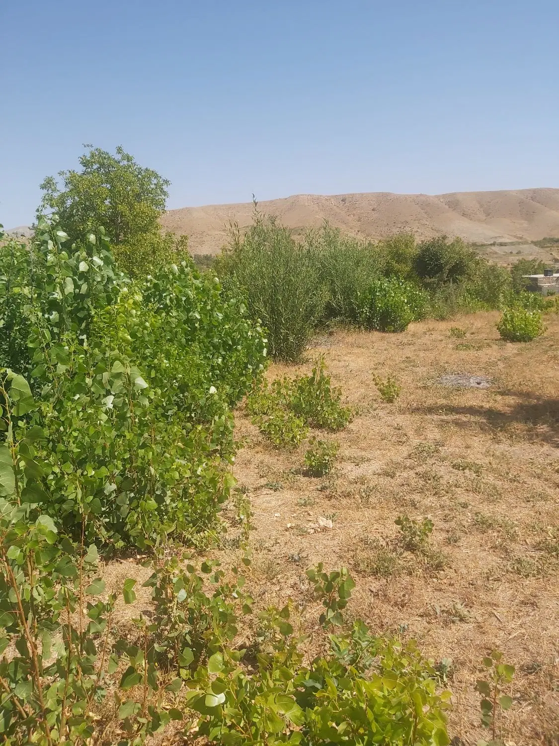 باغ آماده ویلا سازی دادای آب نیم ساعت