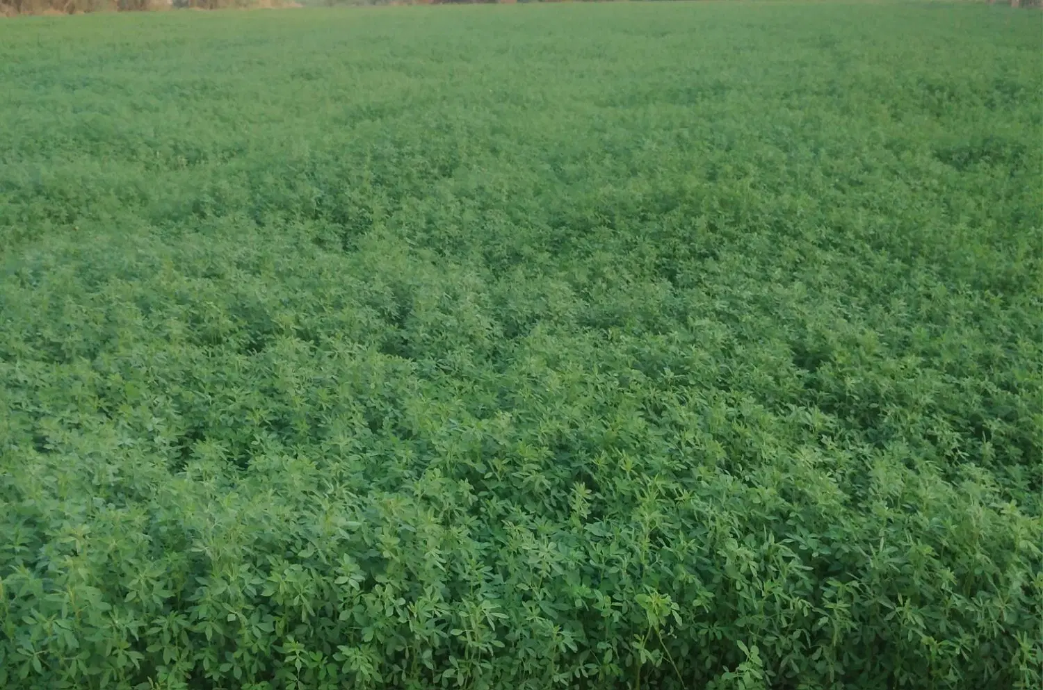 اجاره گلخونه میانچیل روستای رومرز سفلی