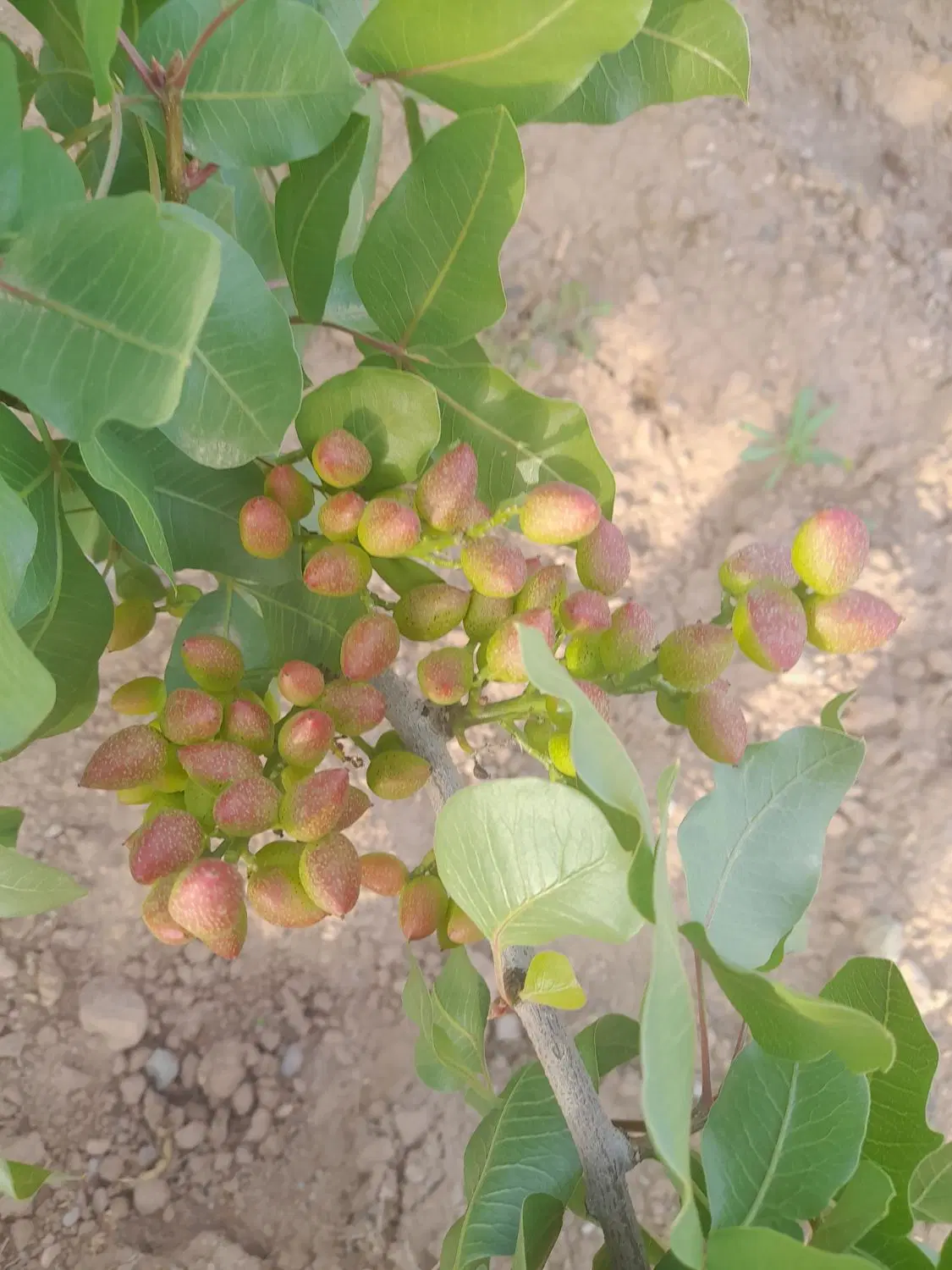 فروش باغ بادام درحمیداباد