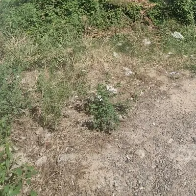 گلسار زمین کاربری مسکونی تجاری