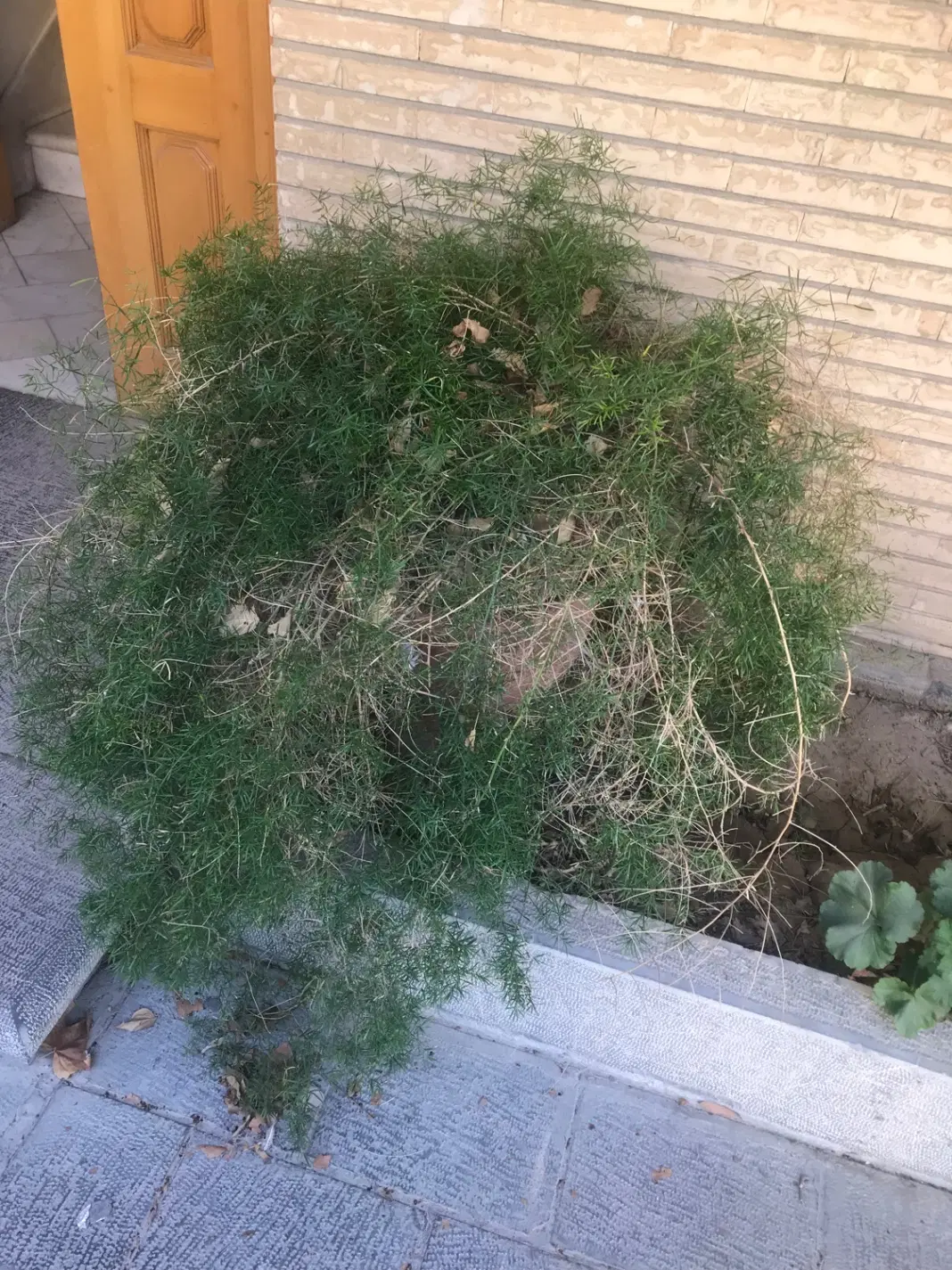 اجاره آپارتمان در اقاقیا کشوری