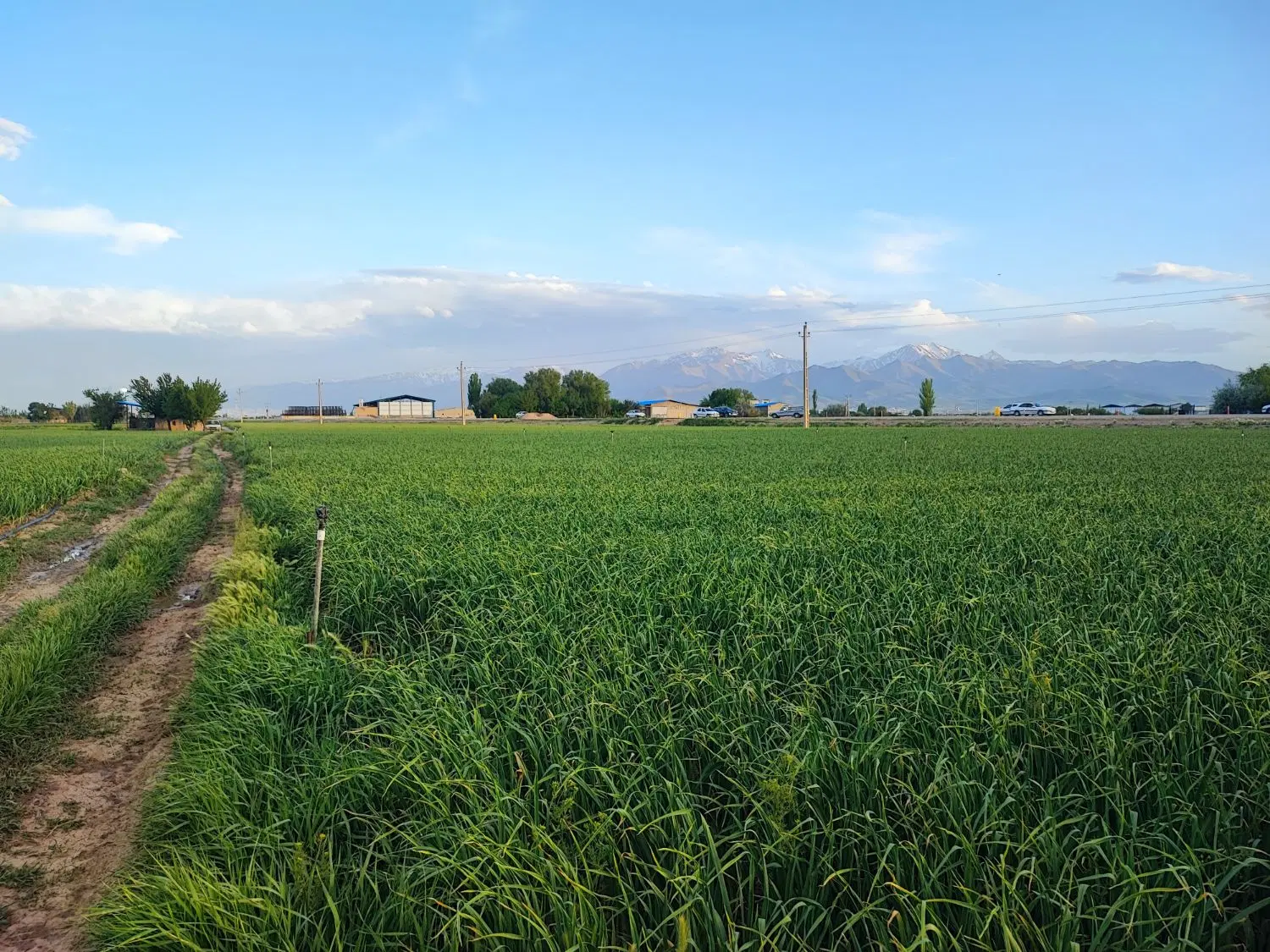 اجاره یا شراکت زمین کشاورزی برای سیر