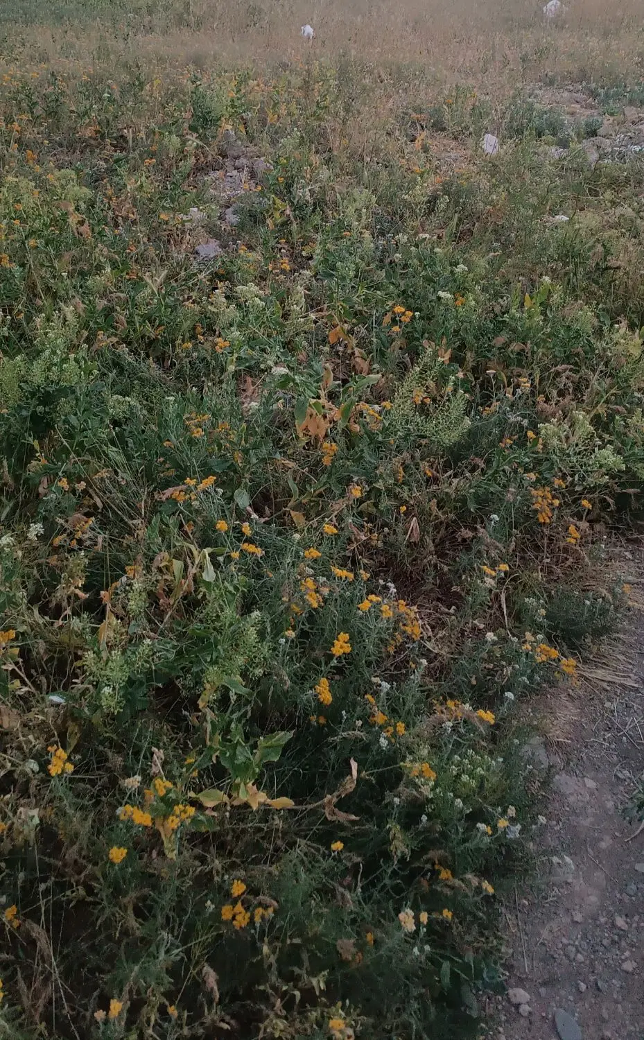 زمین خانه مسکونی