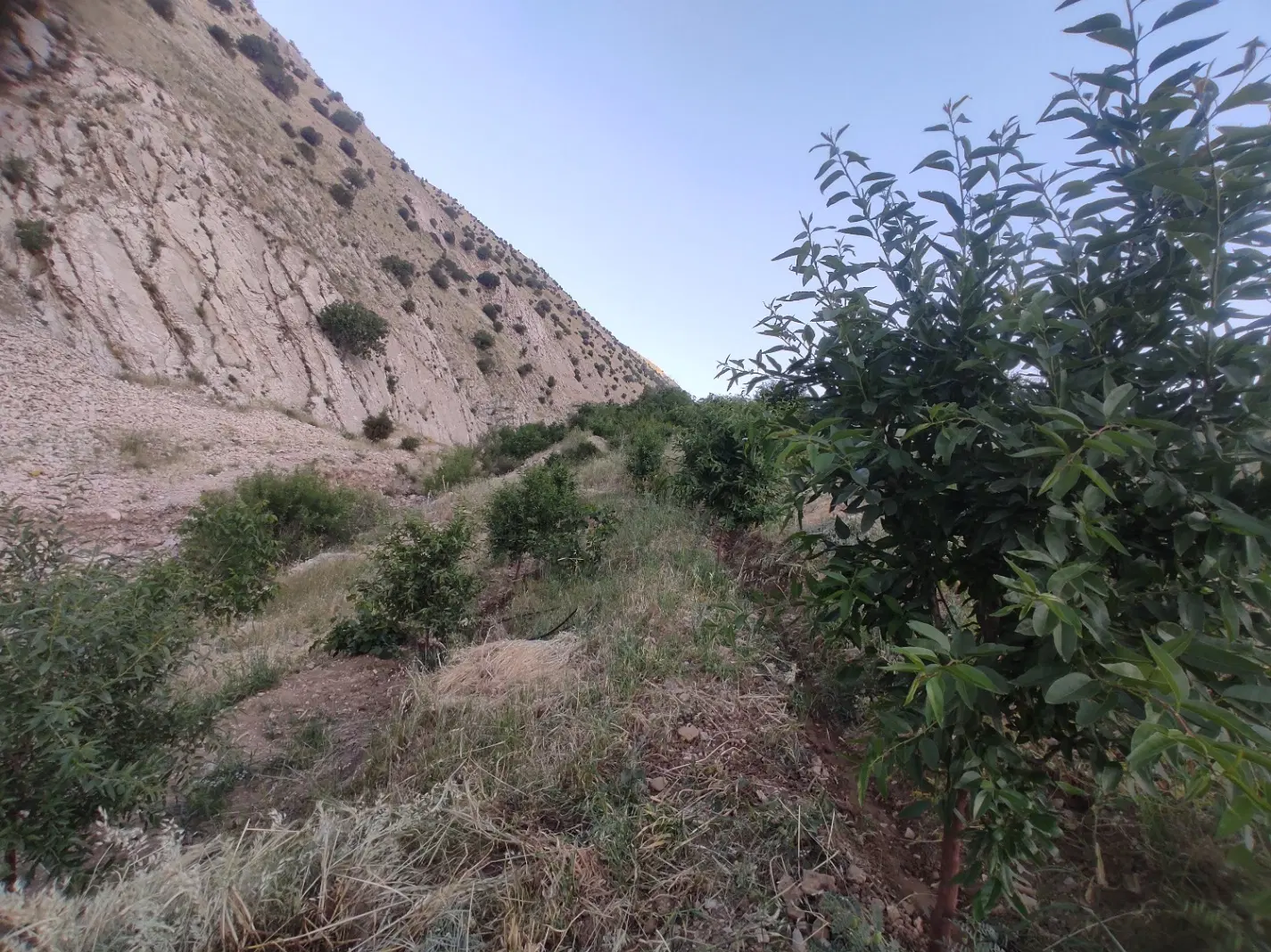 فروش یک باغ بزرگ