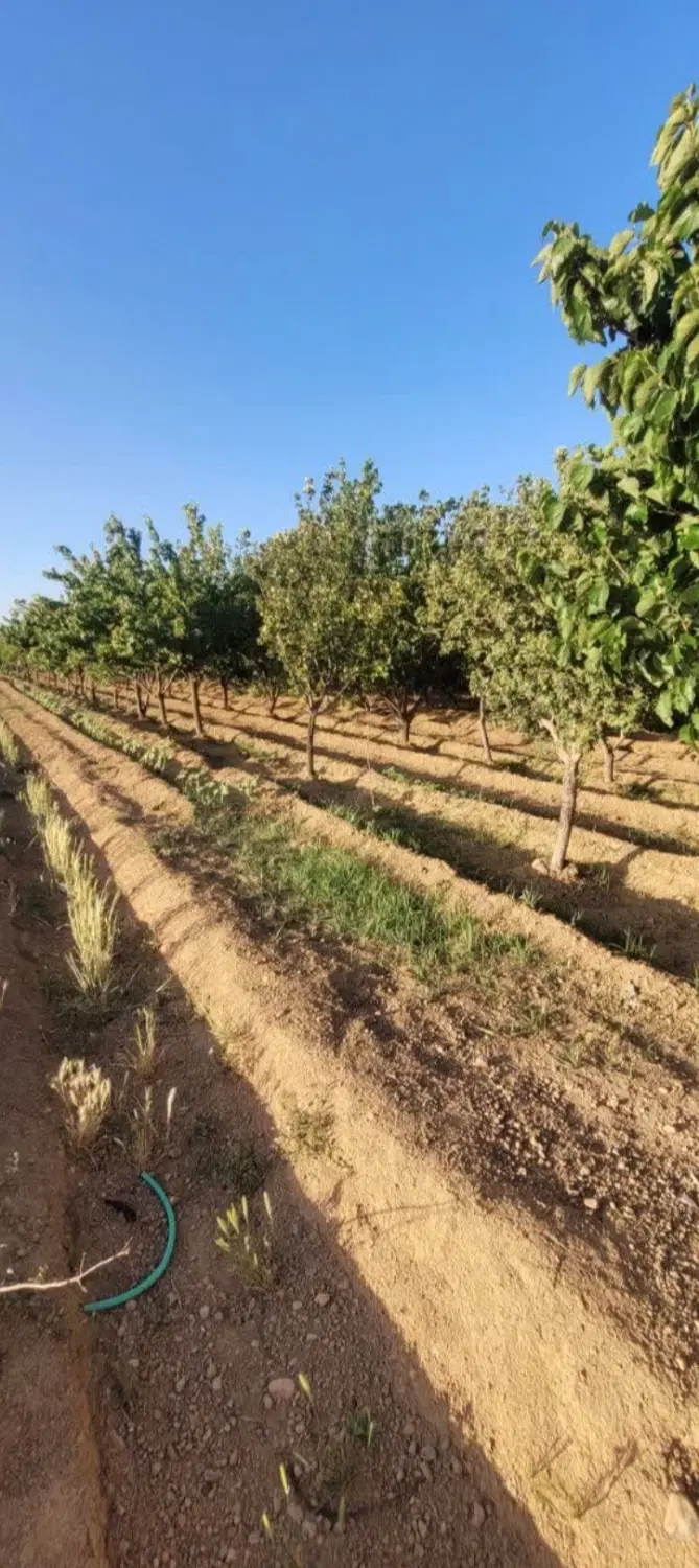 فروش باغ آجیلی