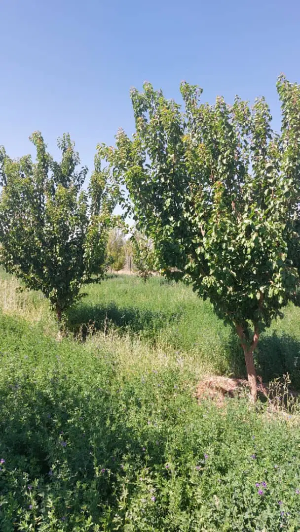 باغ رضا ۲