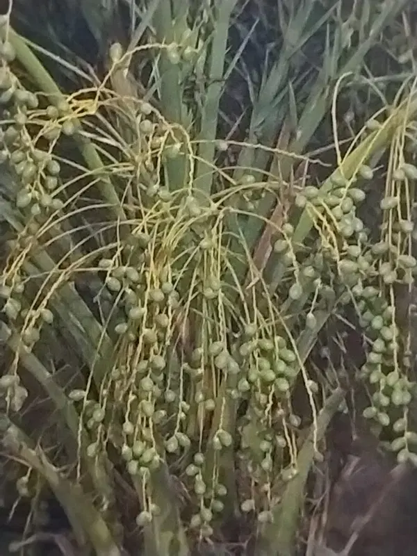 زمین کشاورزی ۱۰ هکتار