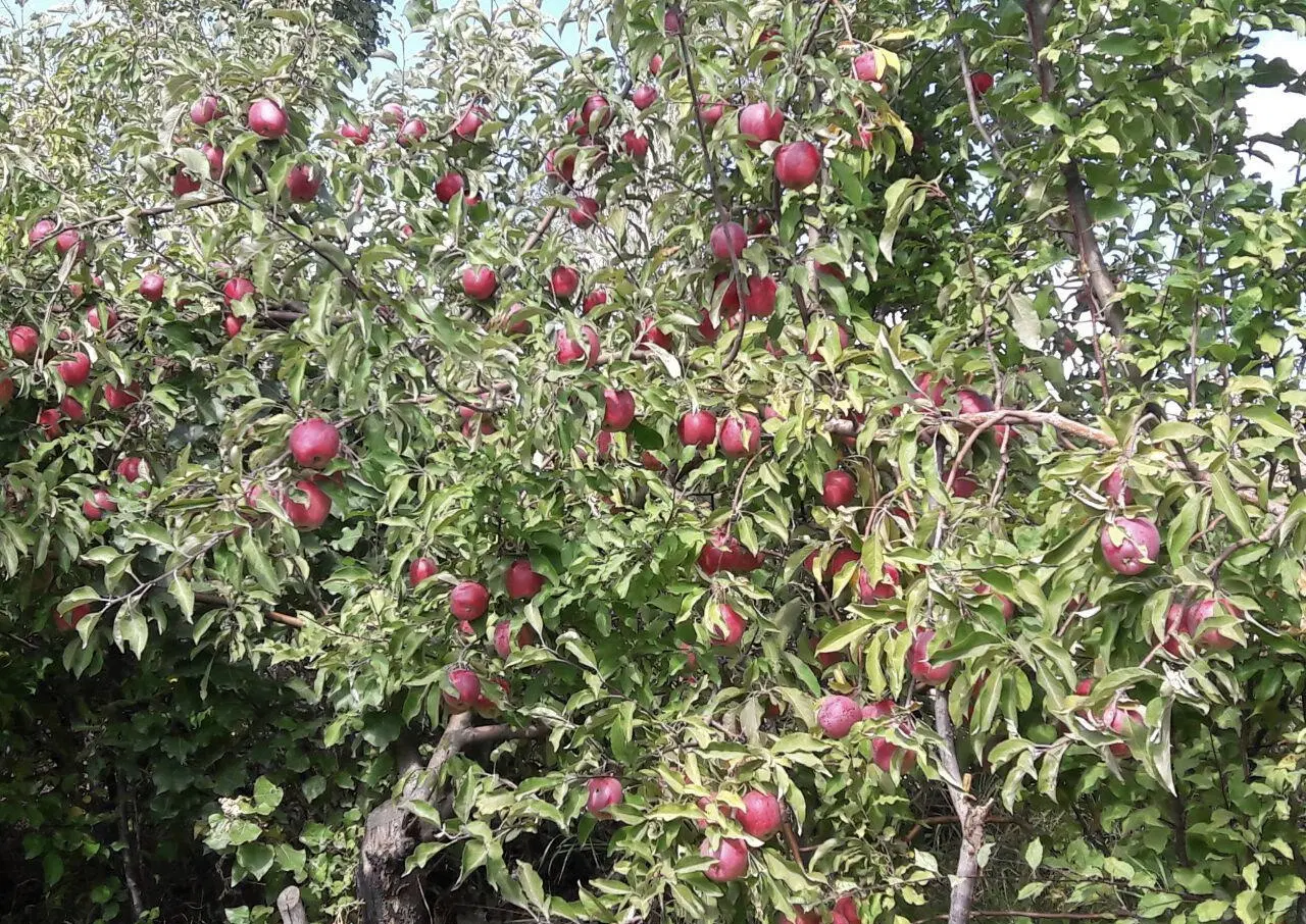 فروش زمین باغی مسکونی در شهر توریستی سیسخت