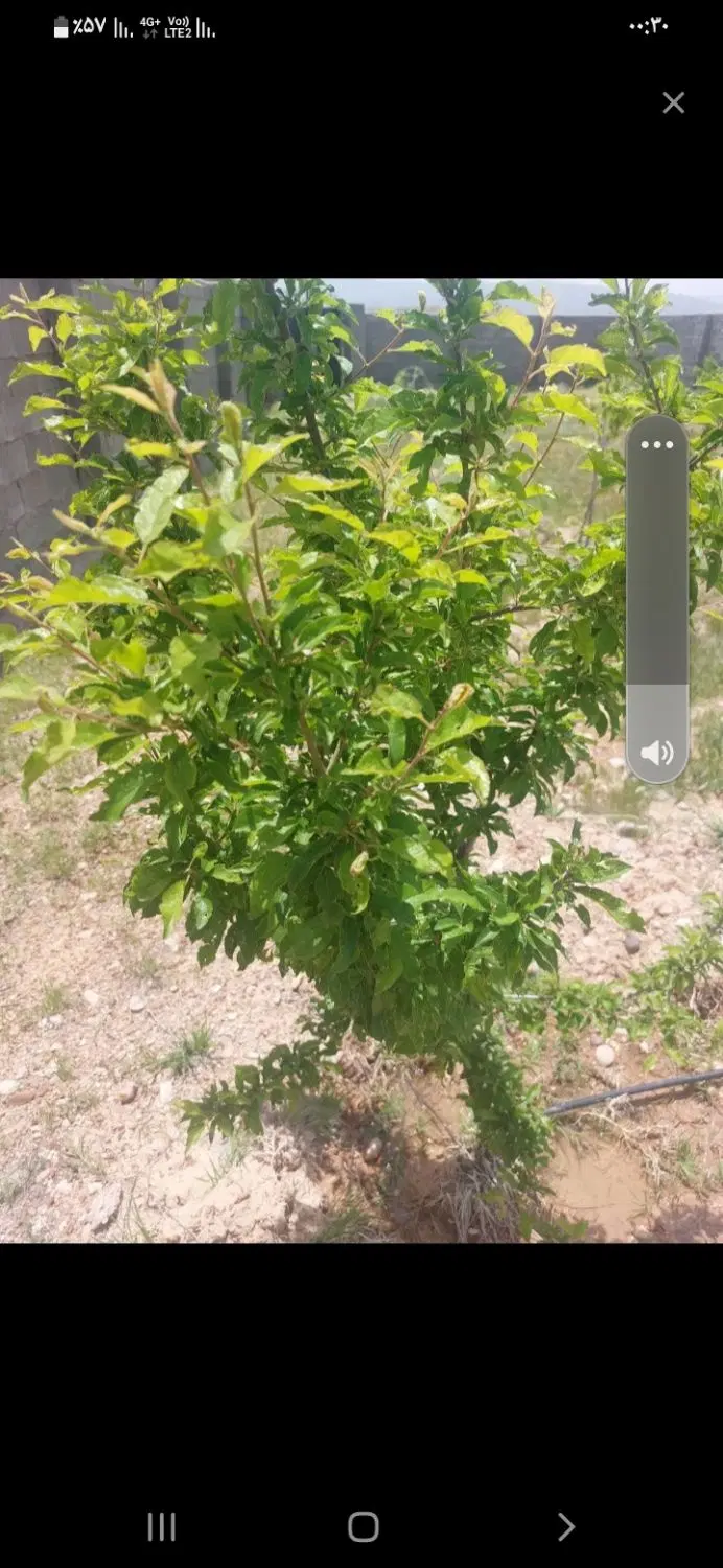 زمین باغی هفت برم