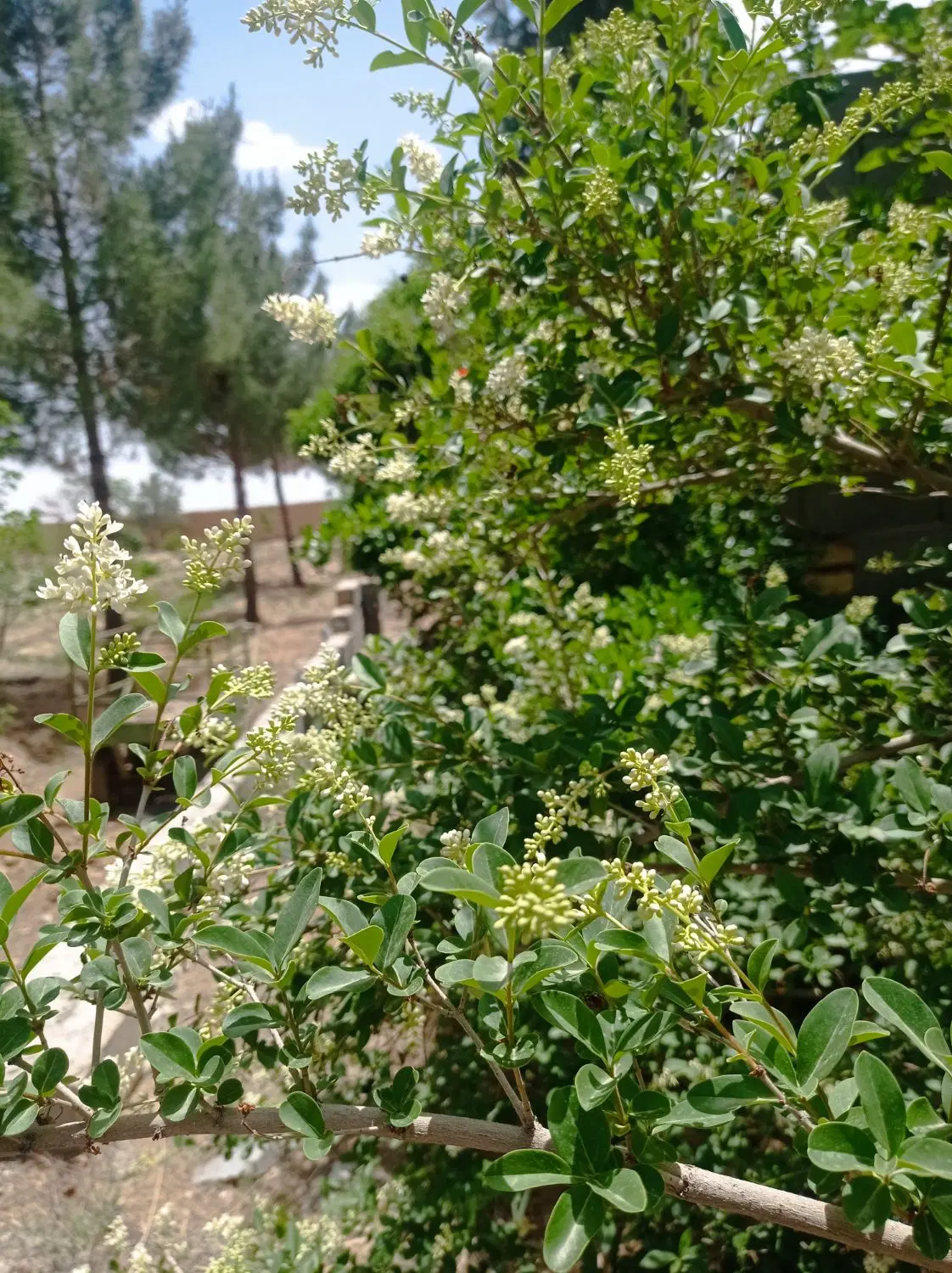 باغ
