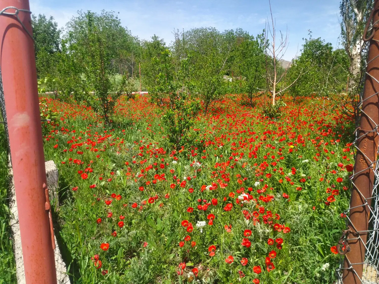 زمین باغی