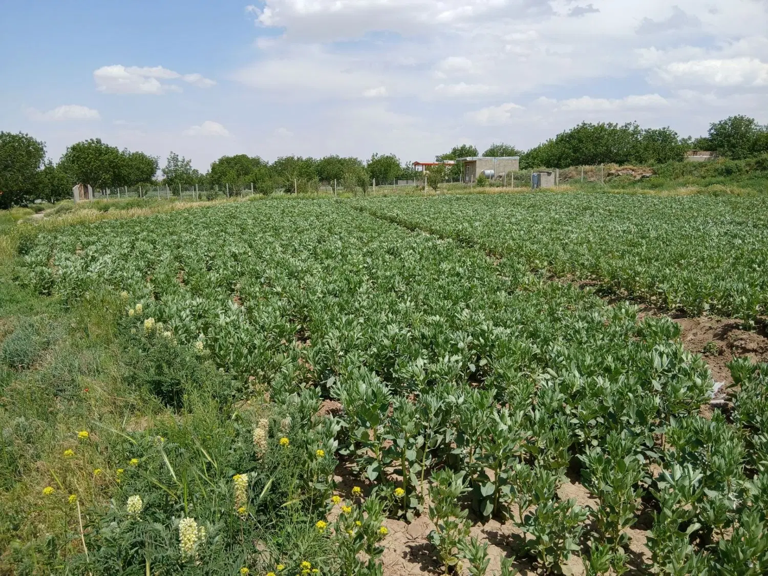 فروش زمین باغی