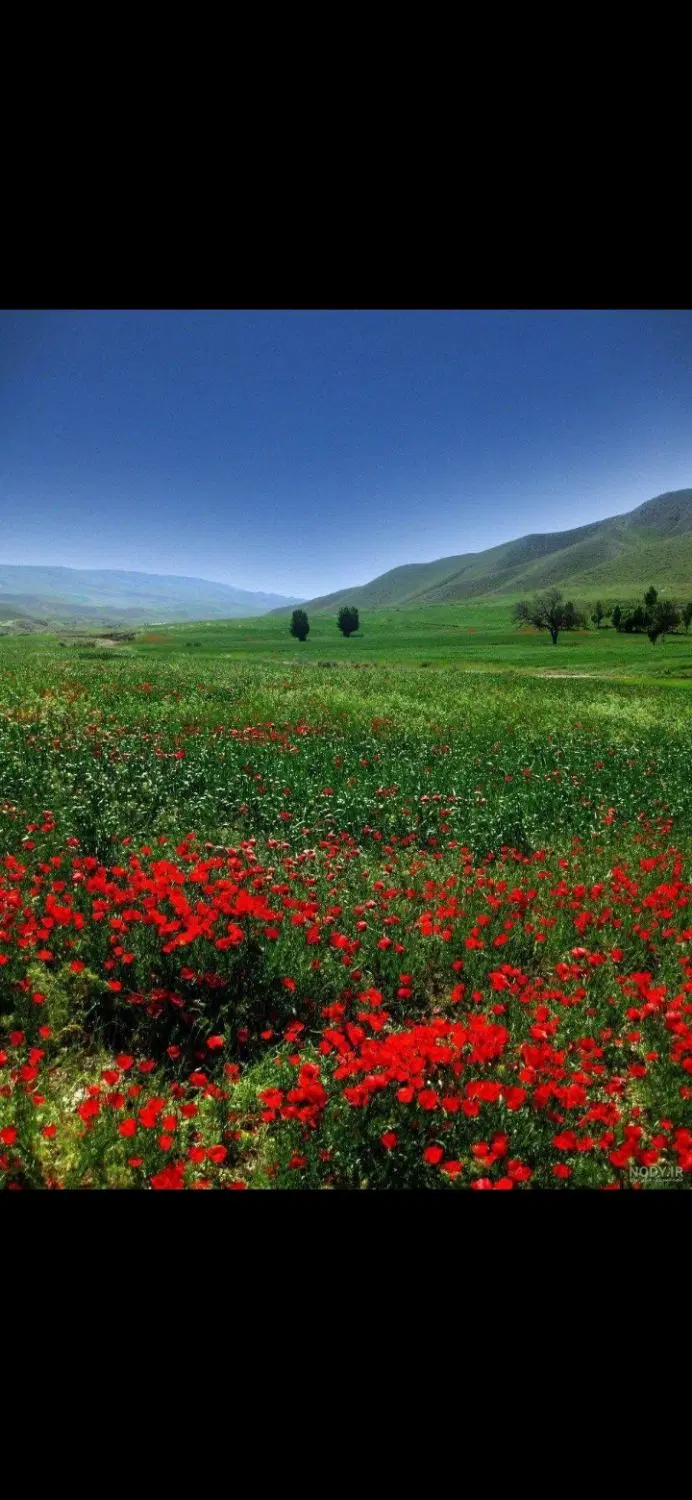 زمین باغی ورکانه