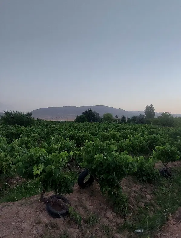 باغ انگور ابهر مزارع بیگیر