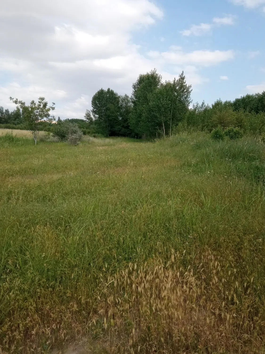 زمین کشاورزی در مشگین شهر روستای مزرعه خلف