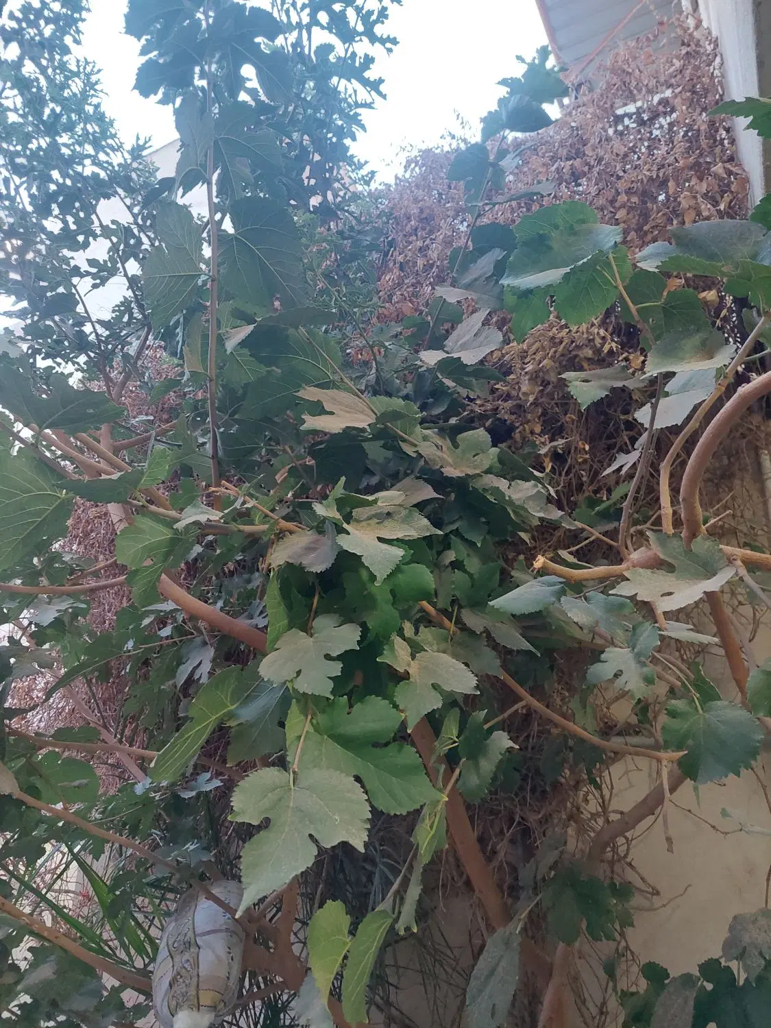 زمین کشاورزی دستگرد