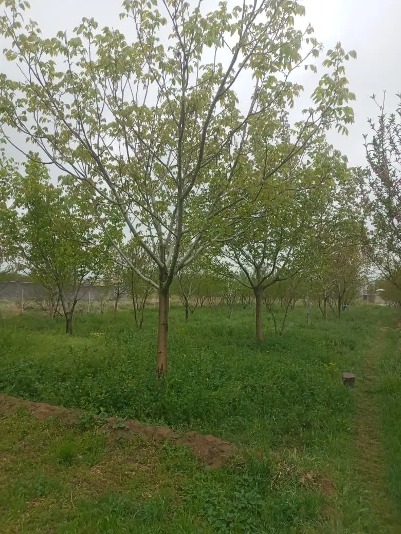 ۱۰۰۰متر خونه باغ آب برق گاز
