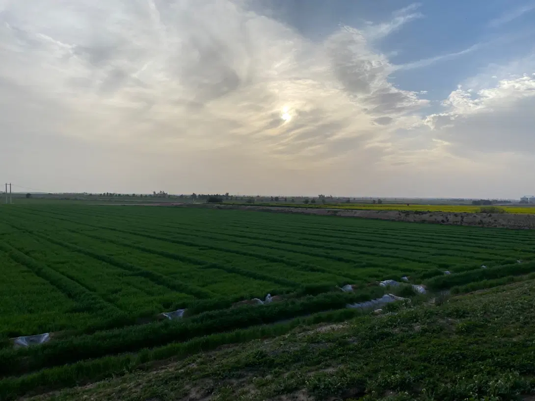 زمین کشاورزی ۶هکتاربرای اجاره