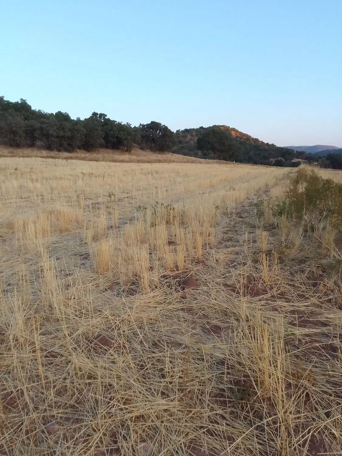 زمین کشاورزی