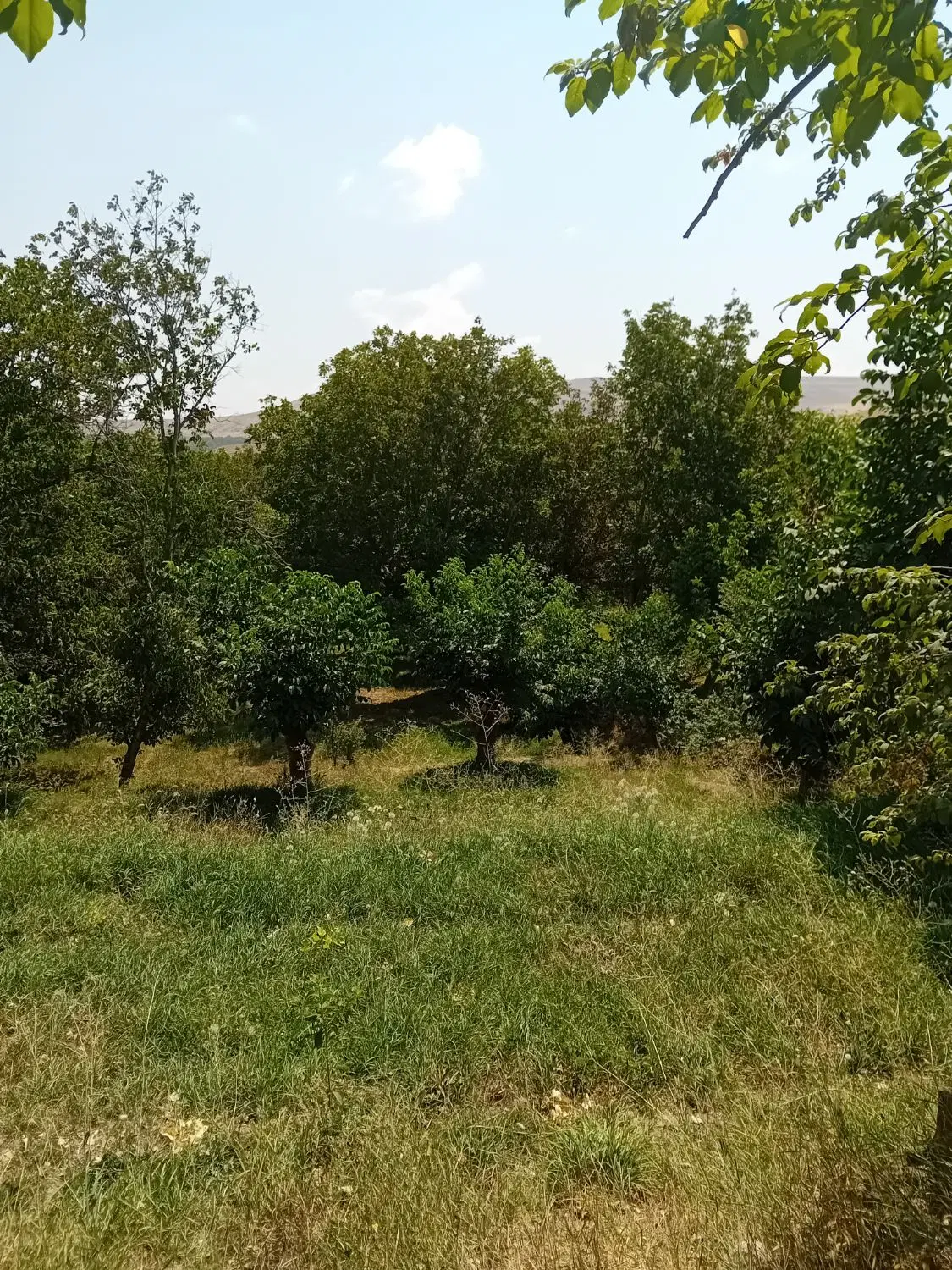 زمین کشاورزی