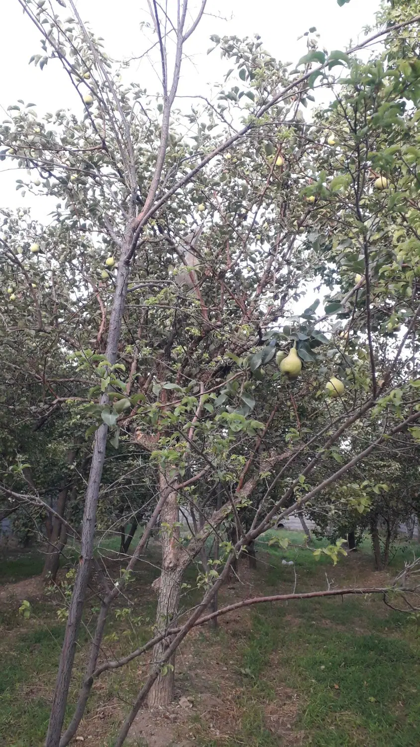 باغچه گلابی