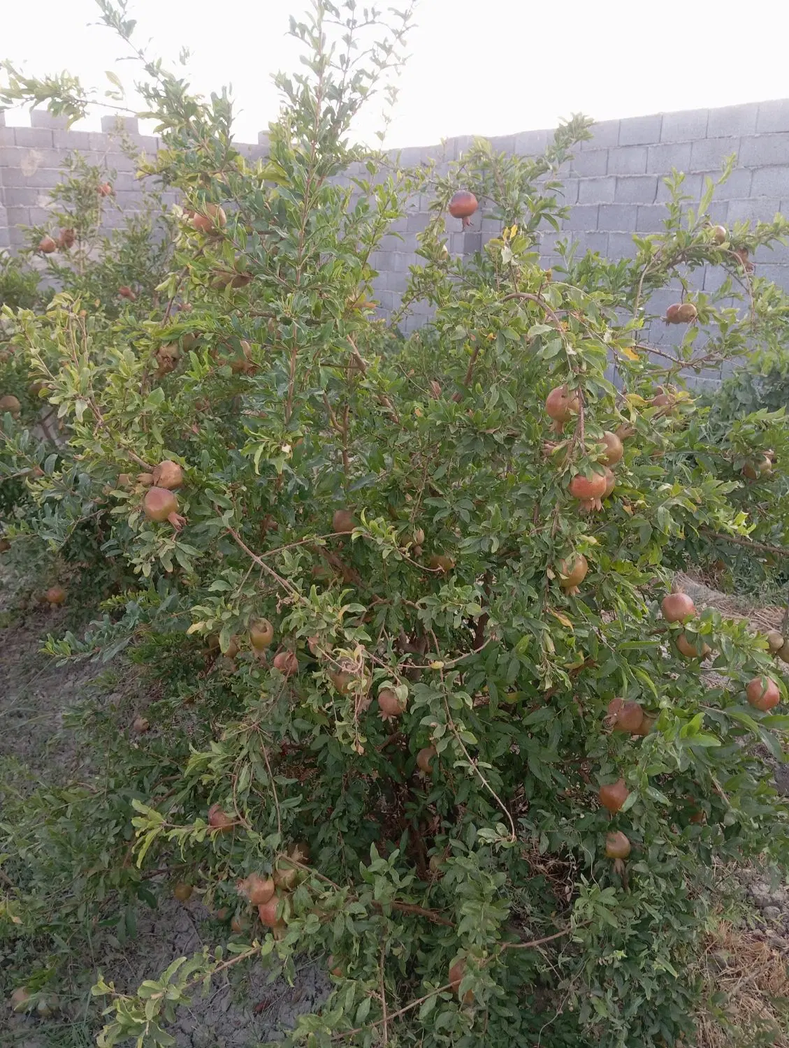 چهار دیواری بر جاده ساحلی با مجوز